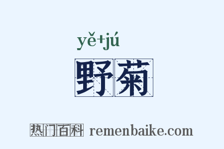 野菊是什么意思的图片